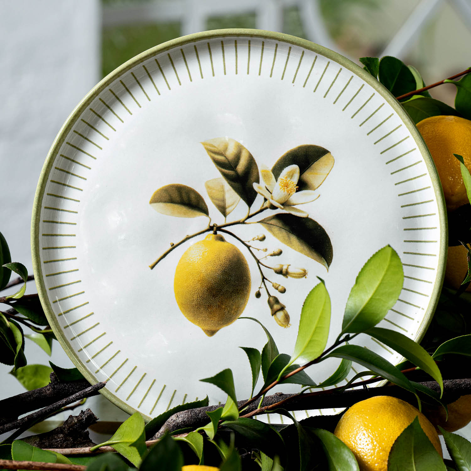 Conjunto com 6 Pratos Raso Bio Lemon Ø27,5cm - Imagem 2