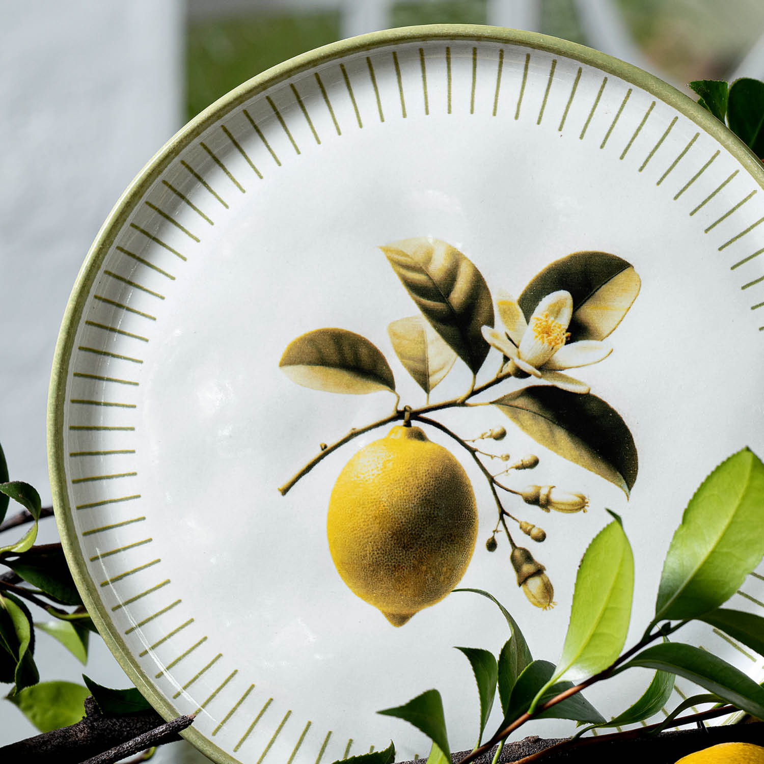 Conjunto com 6 Pratos Raso Bio Lemon Ø27,5cm - Imagem 4